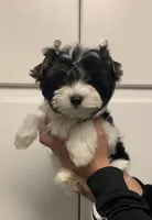 Maddox, a male Yorkshire Terrier for sale in Rainsville, AL – Photo 1 of 6