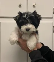 Maddox, a male Yorkshire Terrier for sale in Rainsville, AL – Photo 2 of 6