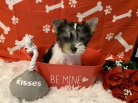 Ruby, a female Yorkshire Terrier for sale in Rainsville, AL – Photo 1 of 5