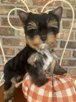 Pumpkin, a male Yorkshire Terrier for sale in Rainsville, AL – Photo 5 of 10