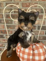 Pumpkin, a male Yorkshire Terrier for sale in Rainsville, AL – Photo 3 of 10
