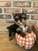 Pumpkin, a male Yorkshire Terrier for sale in Rainsville, AL – Photo 8 of 10