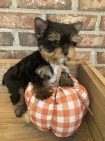 Pumpkin, a male Yorkshire Terrier for sale in Rainsville, AL – Photo 10 of 10