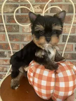 Pumpkin, a male Yorkshire Terrier for sale in Rainsville, AL – Photo 4 of 10