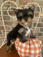Pumpkin, a male Yorkshire Terrier for sale in Rainsville, AL – Photo 9 of 10