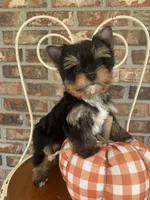 Pumpkin, a male Yorkshire Terrier for sale in Rainsville, AL – Photo 7 of 10