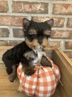 Pumpkin, a male Yorkshire Terrier for sale in Rainsville, AL – Photo 6 of 10