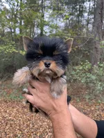 Sophie, a female Yorkshire Terrier for sale in Rainsville, AL – Photo 2 of 3