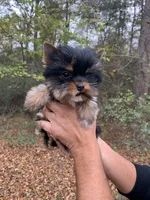Sophie, a female Yorkshire Terrier for sale in Rainsville, AL – Photo 3 of 3