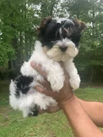 Chase, a male Yorkshire Terrier for sale in Rainsville, AL – Photo 3 of 10