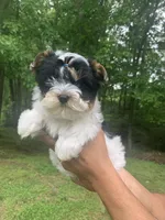 Chase, a male Yorkshire Terrier for sale in Rainsville, AL – Photo 8 of 10