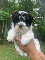 Chase, a male Yorkshire Terrier for sale in Rainsville, AL – Photo 4 of 10