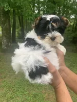 Chase, a male Yorkshire Terrier for sale in Rainsville, AL – Photo 1 of 10