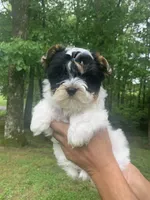 Chase, a male Yorkshire Terrier for sale in Rainsville, AL – Photo 6 of 10