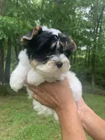 Chase, a male Yorkshire Terrier for sale in Rainsville, AL – Photo 10 of 10