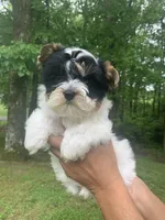 Chase, a male Yorkshire Terrier for sale in Rainsville, AL – Photo 9 of 10