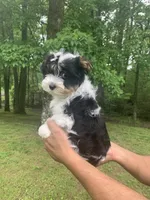 Silas, a male Yorkshire Terrier for sale in Rainsville, AL – Photo 2 of 7