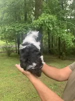 Silas, a male Yorkshire Terrier for sale in Rainsville, AL – Photo 7 of 7