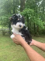 Silas, a male Yorkshire Terrier for sale in Rainsville, AL – Photo 4 of 7