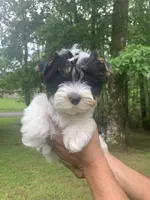 Silas, a male Yorkshire Terrier for sale in Rainsville, AL – Photo 3 of 7