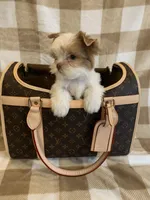 Milo, a male Yorkshire Terrier for sale in Rainsville, AL – Photo 3 of 8