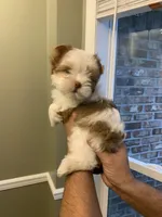 Milo, a male Yorkshire Terrier for sale in Rainsville, AL – Photo 4 of 8