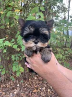 Romeo, a male Yorkshire Terrier for sale in Rainsville, AL – Photo 4 of 7