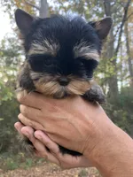 Romeo, a male Yorkshire Terrier for sale in Rainsville, AL – Photo 2 of 7