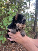 Romeo, a male Yorkshire Terrier for sale in Rainsville, AL – Photo 3 of 7