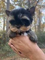 Romeo, a male Yorkshire Terrier for sale in Rainsville, AL – Photo 7 of 7