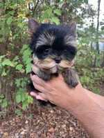 Romeo, a male Yorkshire Terrier for sale in Rainsville, AL – Photo 1 of 7