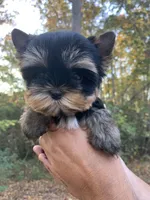 Romeo, a male Yorkshire Terrier for sale in Rainsville, AL – Photo 6 of 7