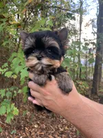 Romeo, a male Yorkshire Terrier for sale in Rainsville, AL – Photo 5 of 7