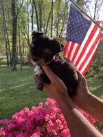 Terry, a male Yorkshire Terrier for sale in Rainsville, AL – Photo 3 of 7