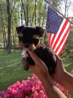 Terry, a male Yorkshire Terrier for sale in Rainsville, AL – Photo 7 of 7