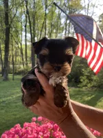 Terry, a male Yorkshire Terrier for sale in Rainsville, AL – Photo 1 of 7