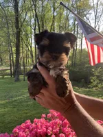 Terry, a male Yorkshire Terrier for sale in Rainsville, AL – Photo 6 of 7
