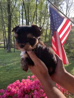 Terry, a male Yorkshire Terrier for sale in Rainsville, AL – Photo 2 of 7