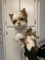 Hemsworth, a male Yorkshire Terrier for sale in Rainsville, AL – Photo 1 of 9