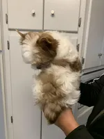 Hemsworth, a male Yorkshire Terrier for sale in Rainsville, AL – Photo 5 of 9