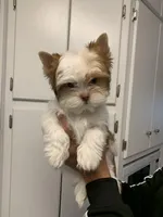 Hemsworth, a male Yorkshire Terrier for sale in Rainsville, AL – Photo 7 of 9