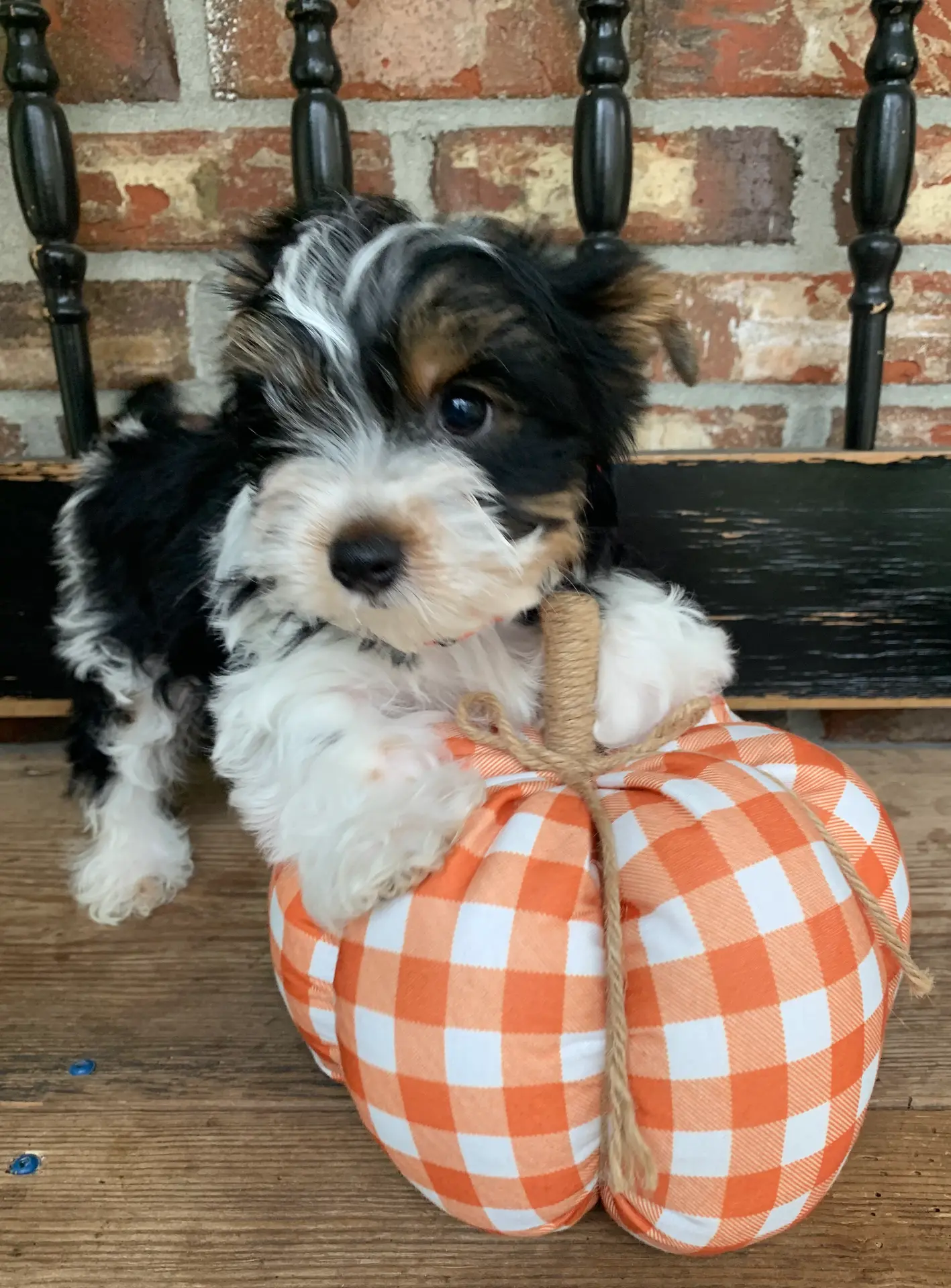 Kash, a male Yorkshire Terrier for sale in Rainsville, AL – Photo 2 of 9