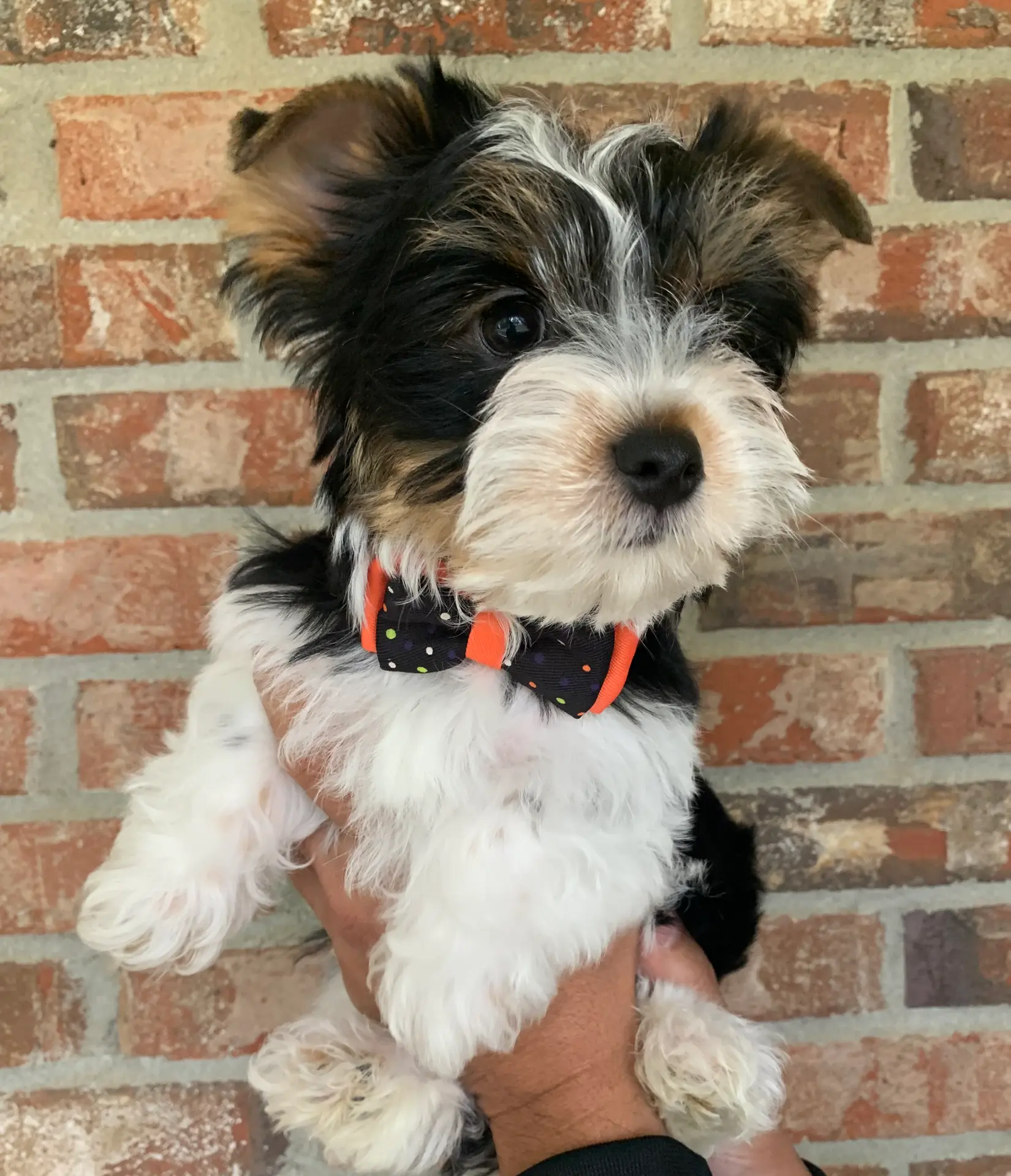 Kash, a male Yorkshire Terrier for sale in Rainsville, AL – Photo 3 of 9