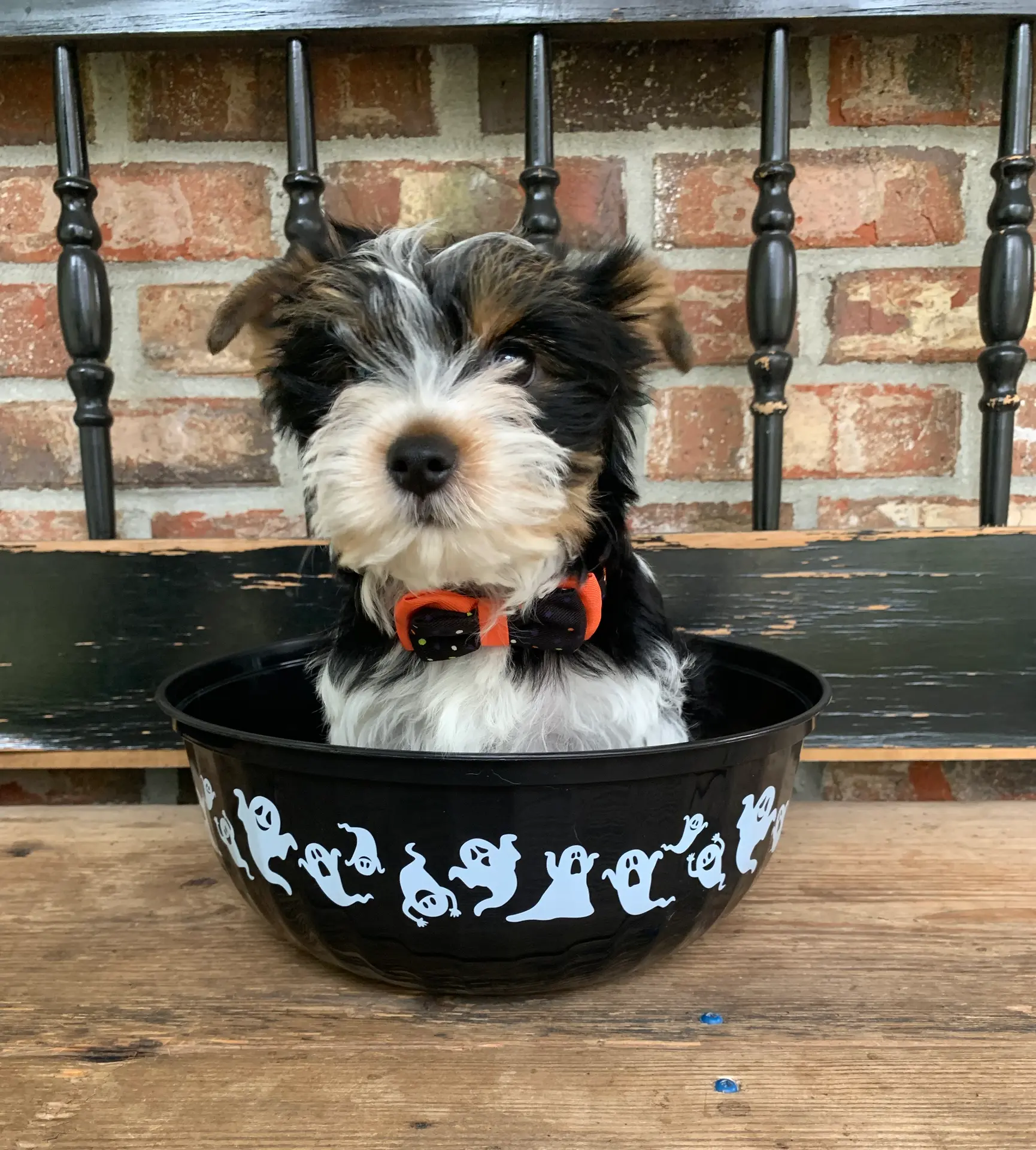 Kash, a male Yorkshire Terrier for sale in Rainsville, AL – Photo 5 of 9