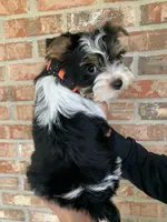 Kash, a male Yorkshire Terrier for sale in Rainsville, AL – Photo 4 of 9