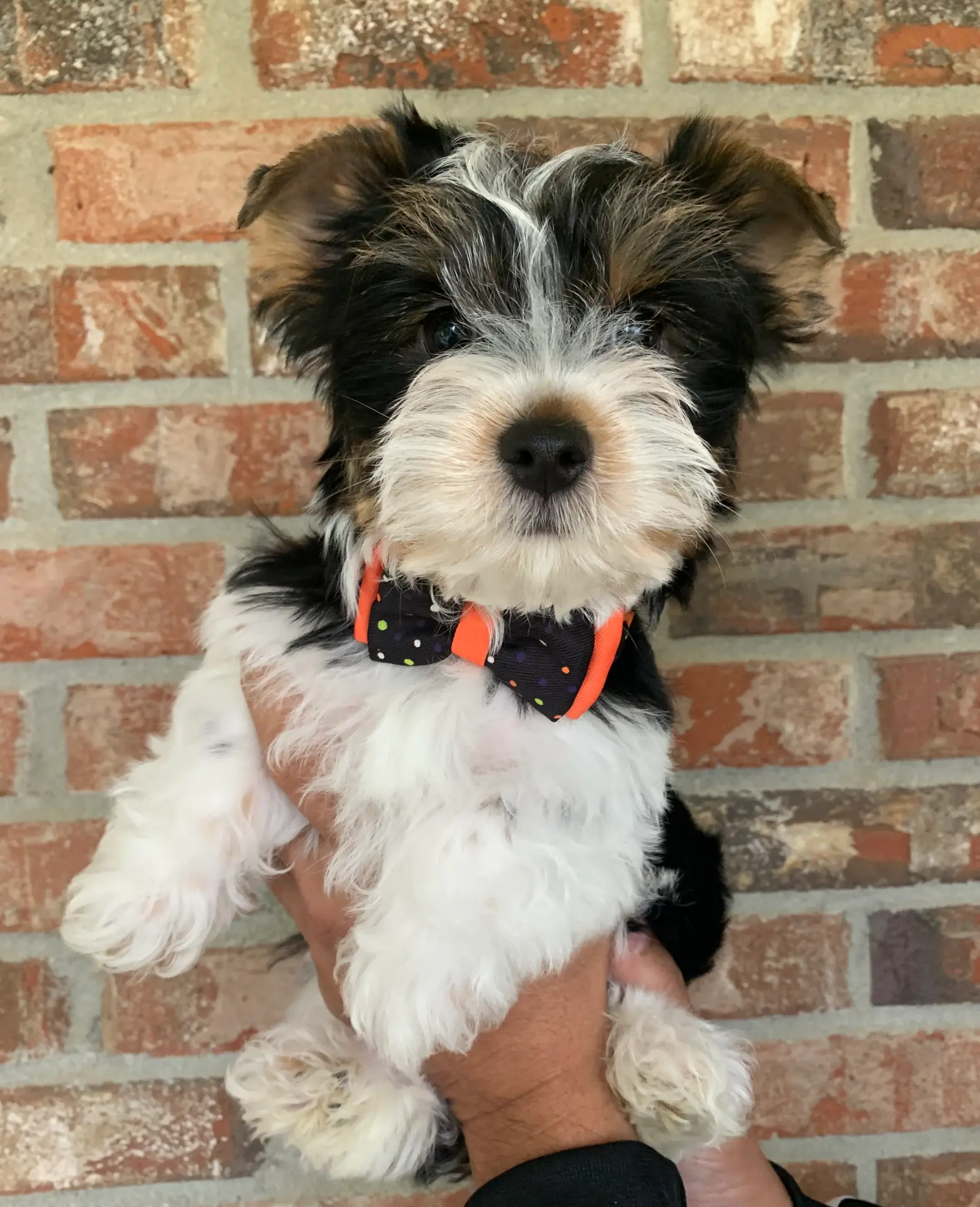 Kash, a male Yorkshire Terrier for sale in Rainsville, AL – Photo 9 of 9