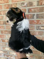 Kash, a male Yorkshire Terrier for sale in Rainsville, AL – Photo 7 of 9