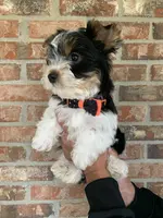 Kash, a male Yorkshire Terrier for sale in Rainsville, AL – Photo 6 of 9