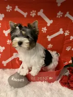 Lily, a female Yorkshire Terrier for sale in Rainsville, AL – Photo 5 of 7