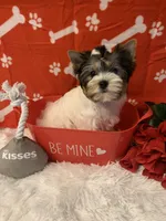 Lily, a female Yorkshire Terrier for sale in Rainsville, AL – Photo 6 of 7